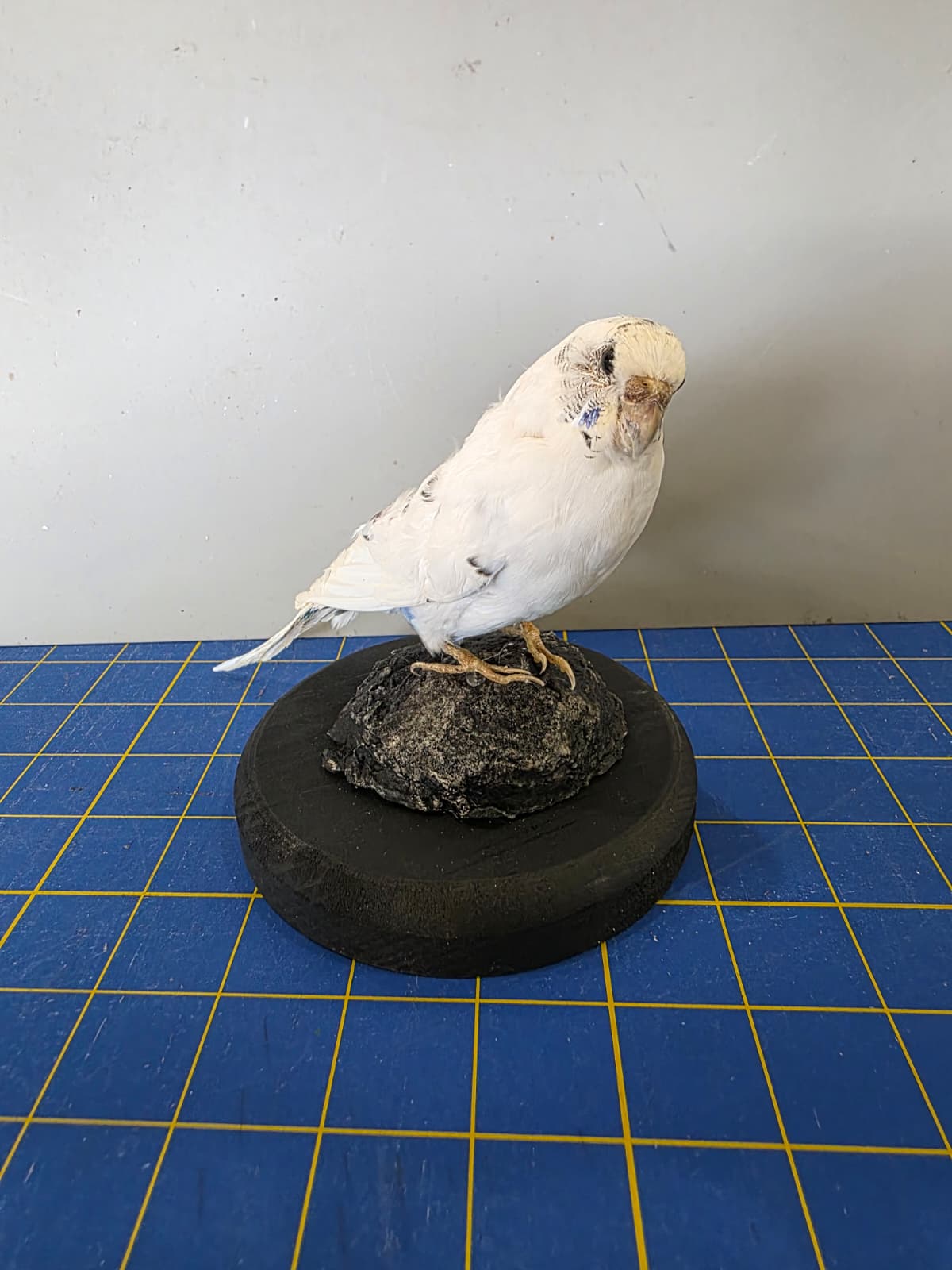 Fhyen2 - White Parakeet Taxidermy Mount – Natural Rock Base