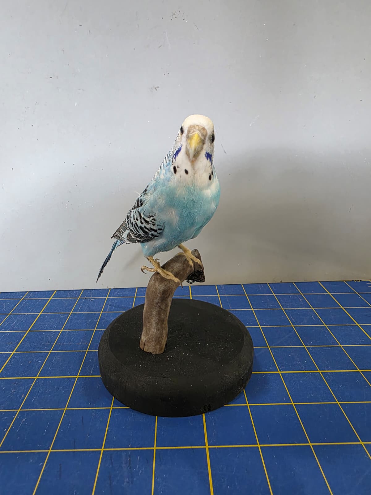 Fhyen9 - Blue Budgerigar (Parakeet) Taxidermy Mount – Natural Perch Display