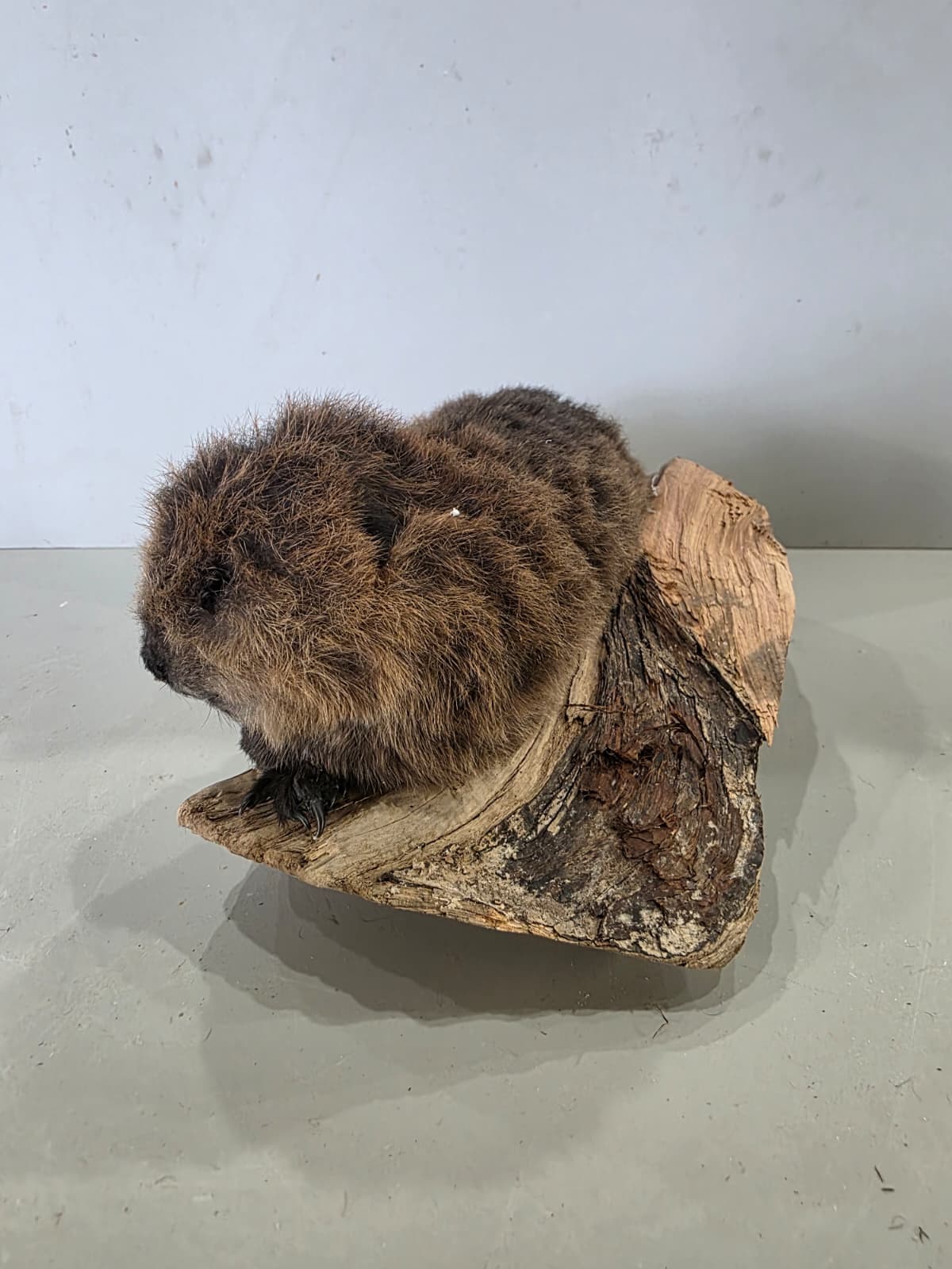 Fhck171 - Baby Beaver Taxidermy Mount – Lifelike Woodland Display