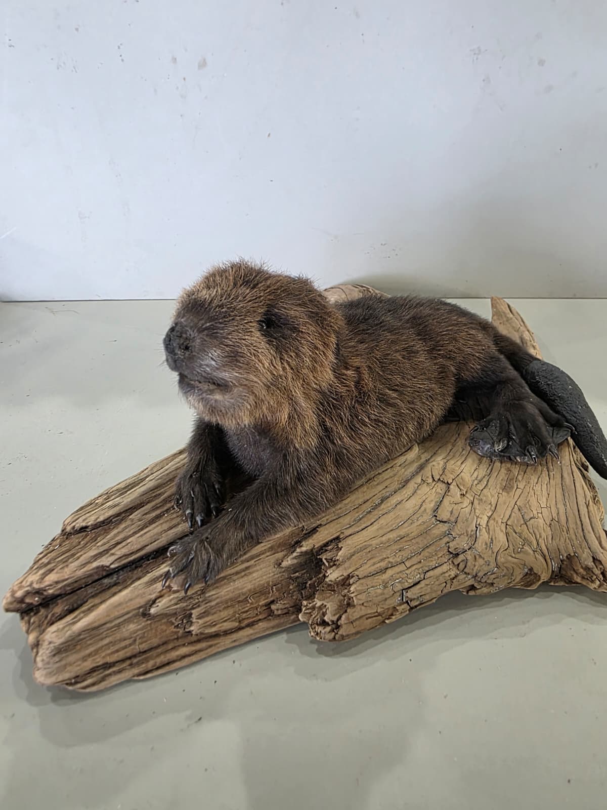 Fhck167 - Baby Beaver Taxidermy Mount – Lifelike Woodland Display