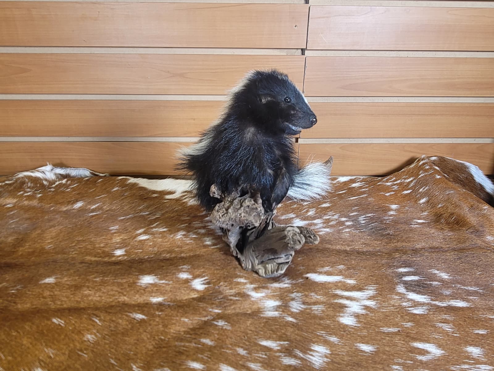 FHSKU308 - Full-Body baby Skunk Taxidermy Mount
