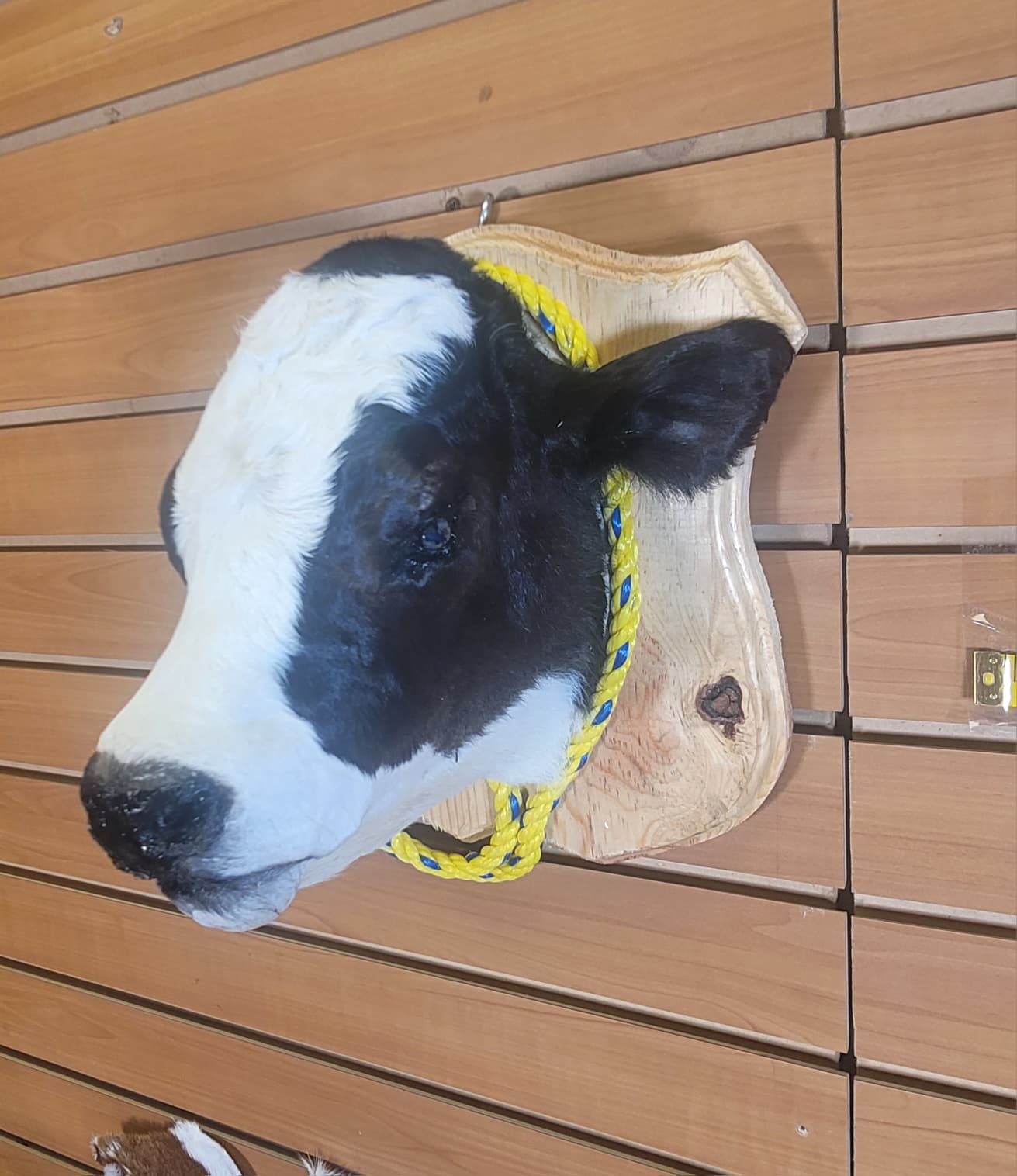 FHCOW308 - Mounted Calf Head – Taxidermy