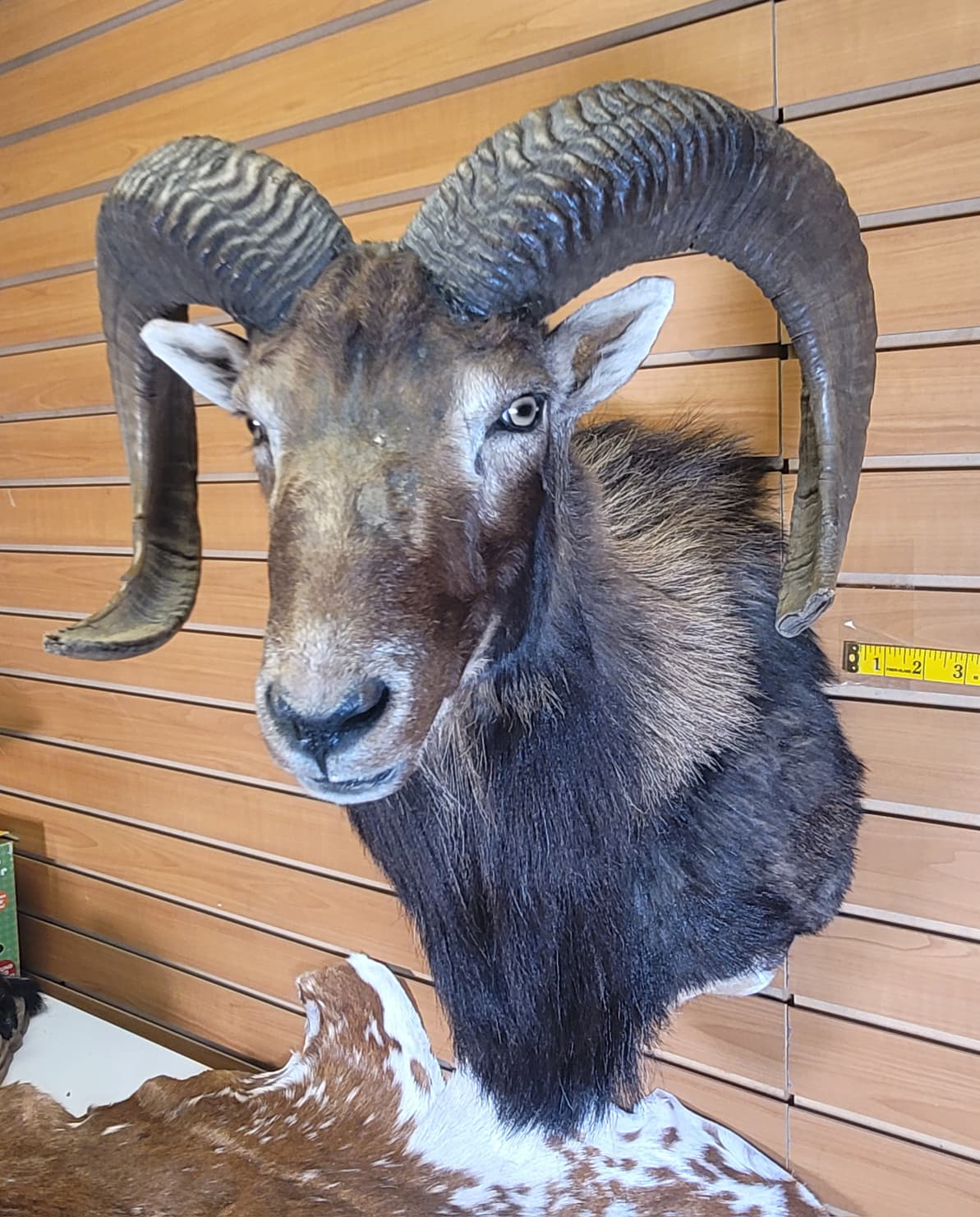 FHRAM300 - Mouflon Head – Taxidermy Mount