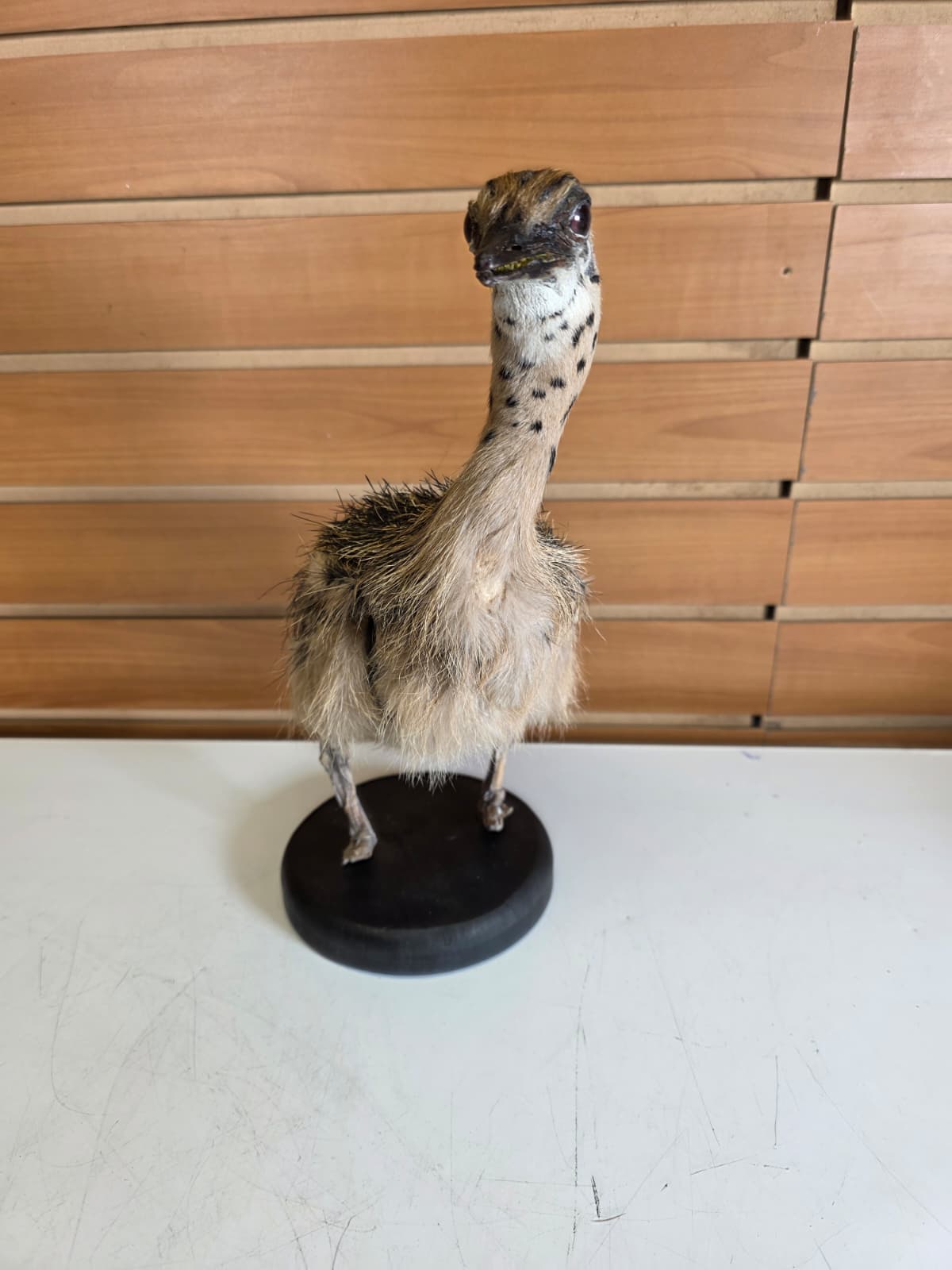 Fhyen13 - Baby Ostrich Taxidermy Mount – Lifelike Display Piece