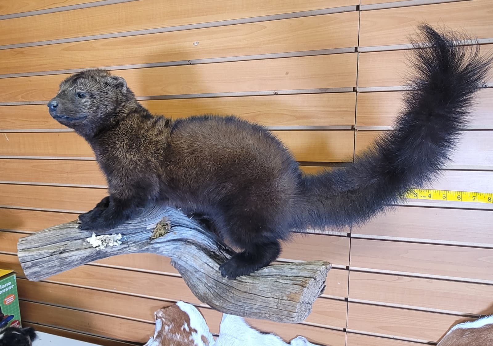 FHPC300 - Fisher – Taxidermy Mount