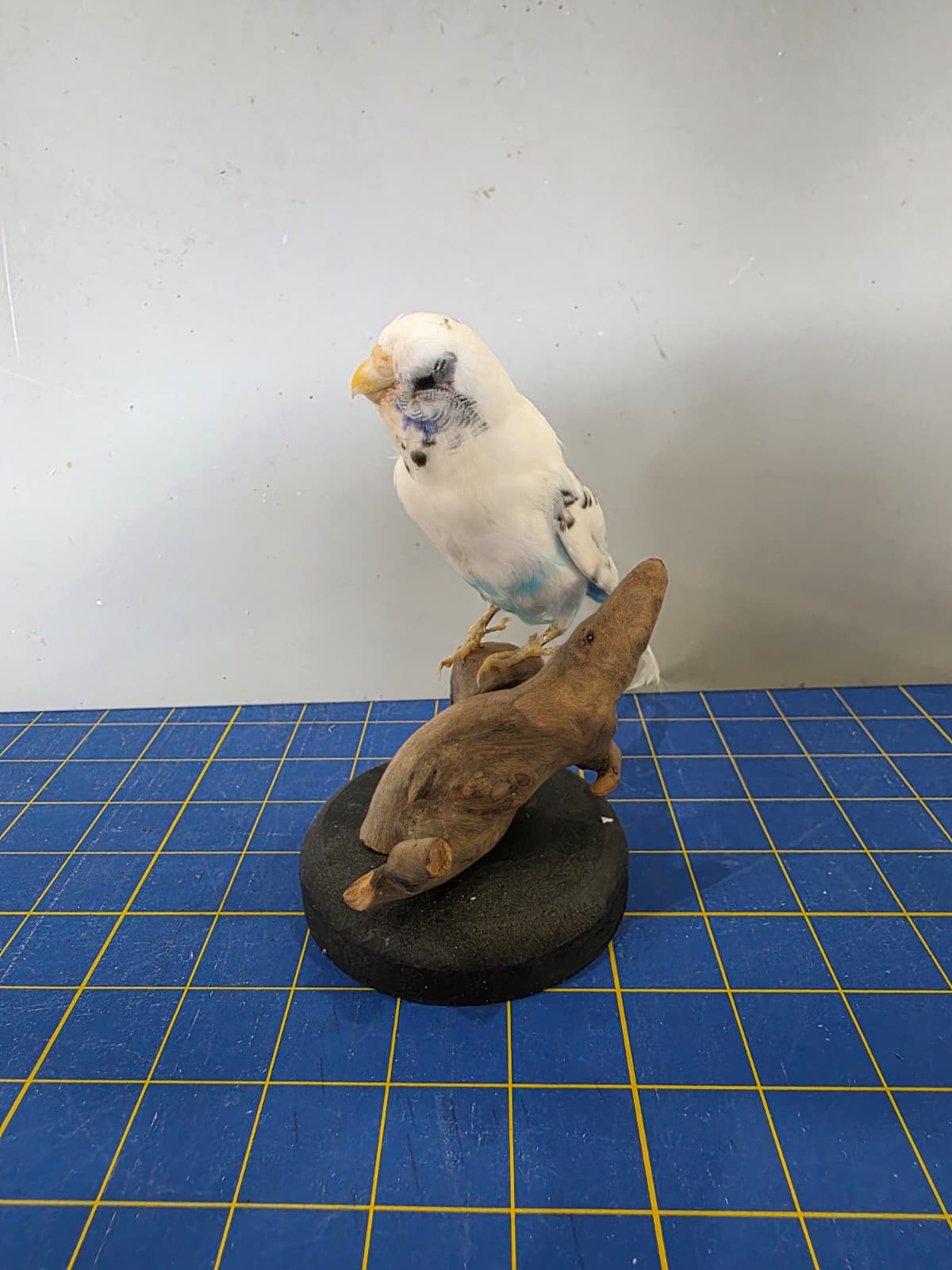Fhyen4 - Parakeet Taxidermy Mount – Lifelike Decorative Display