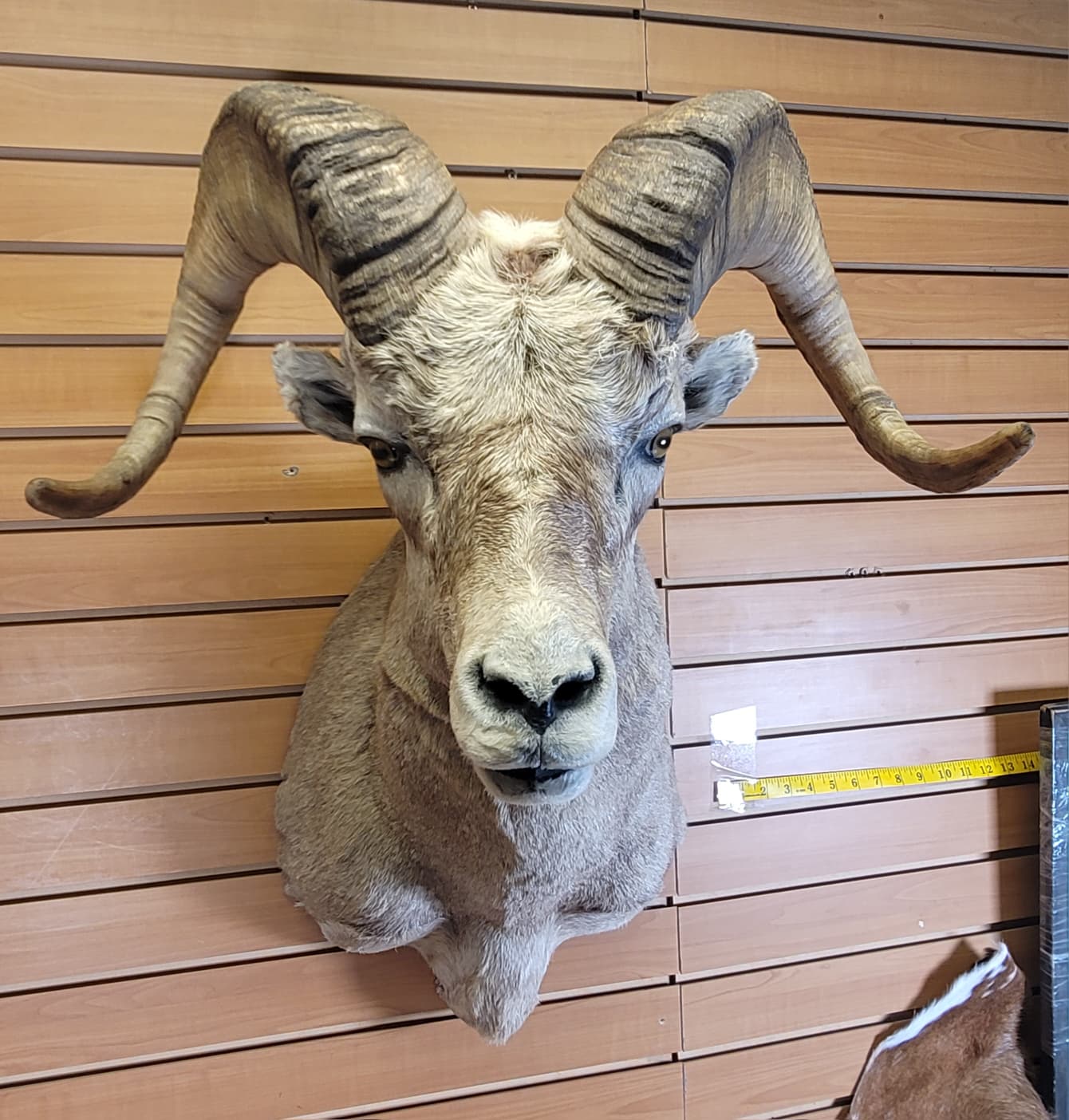 FHRAM301 - Bighorn Sheep Head – Taxidermy Mount