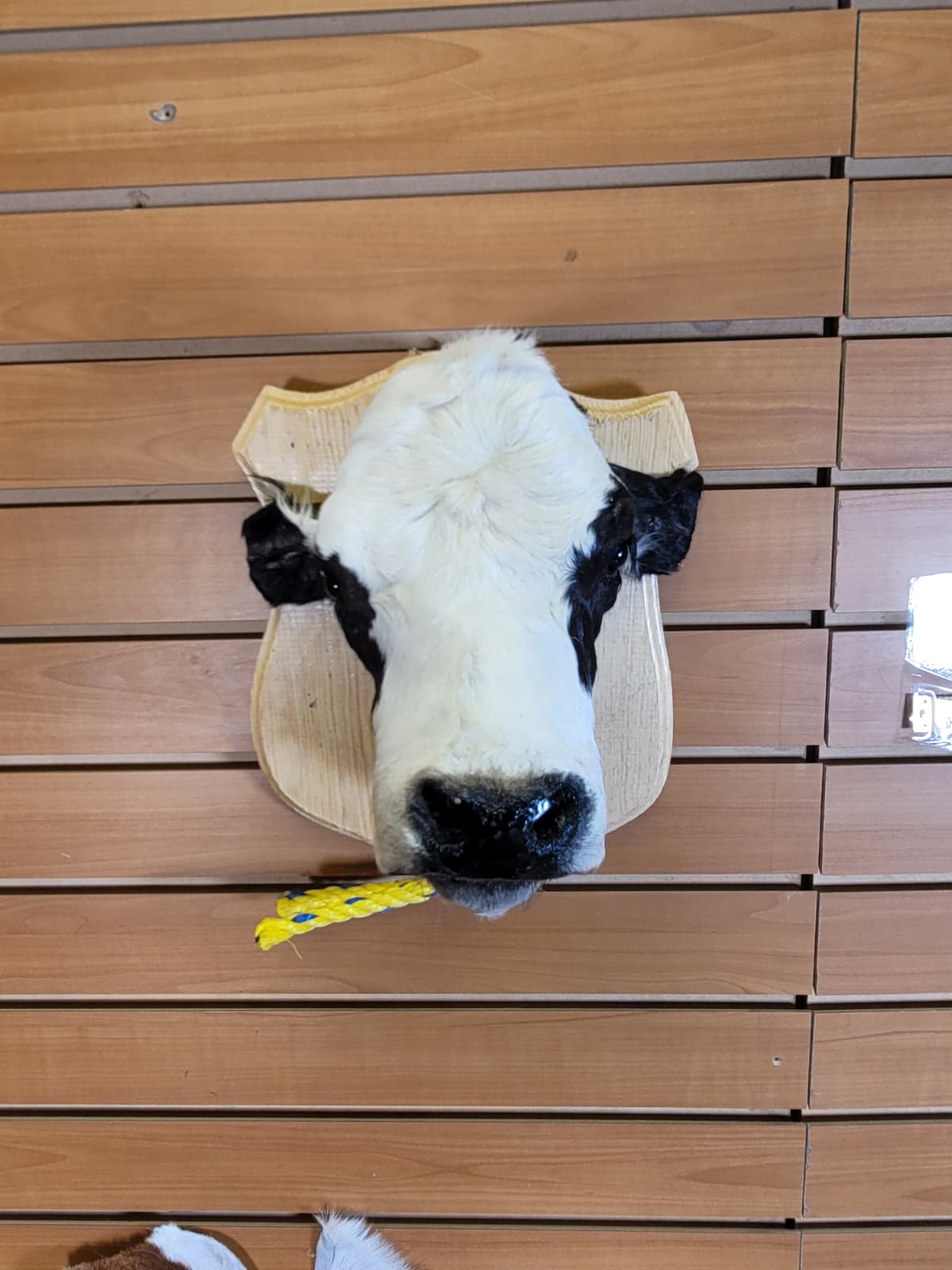 FHCOW301 - Mounted Calf Head – Taxidermy