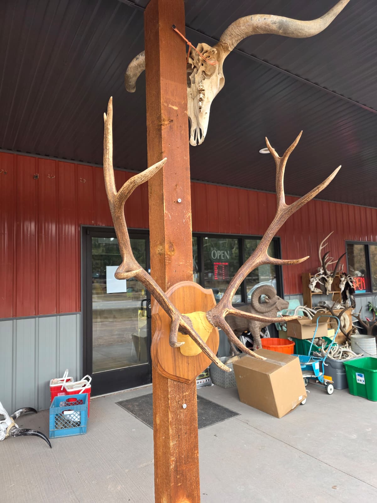 FHAB28 - Taxidermy Elk Antler