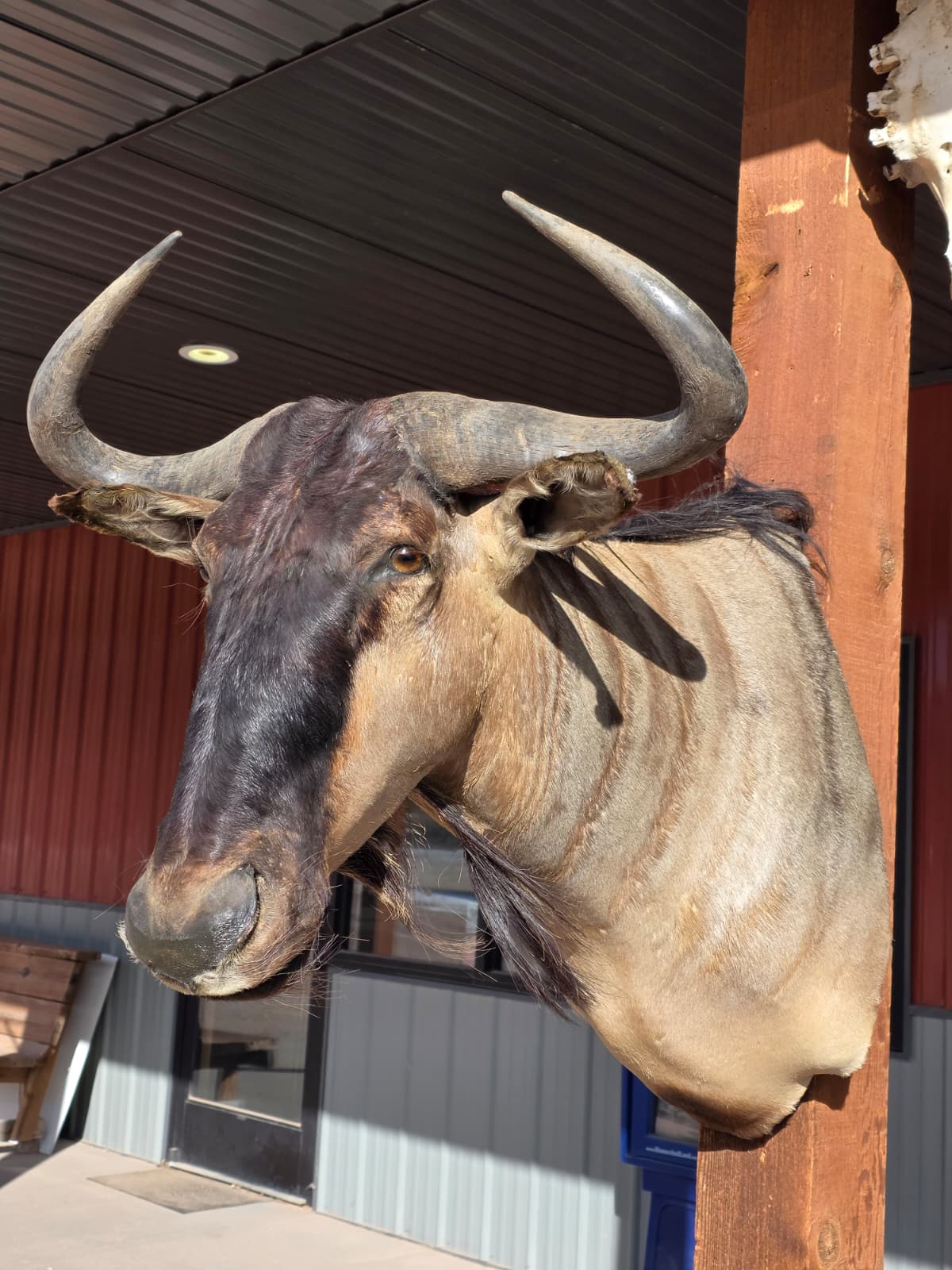 Spl12 -  Golden Wildebeest Head Taxidermy