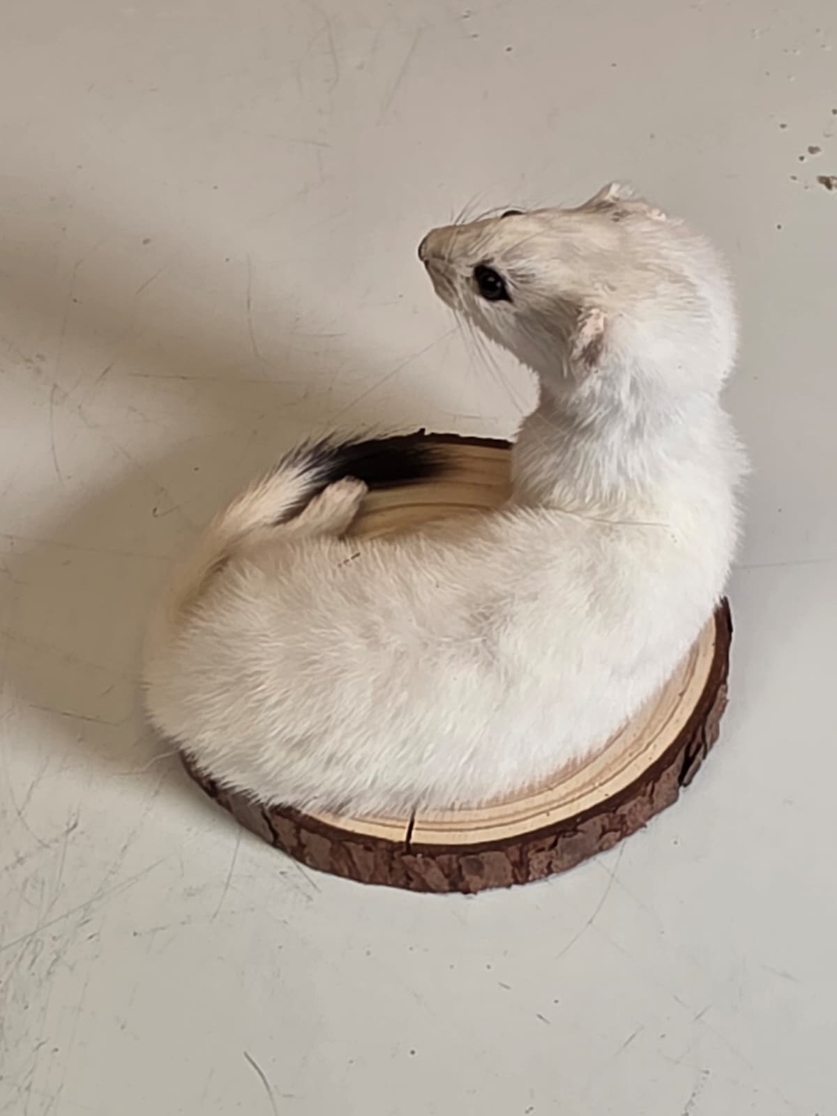 Fhck159 - Beautiful Adorable Weasel Ermine Small Animal Taxidermy