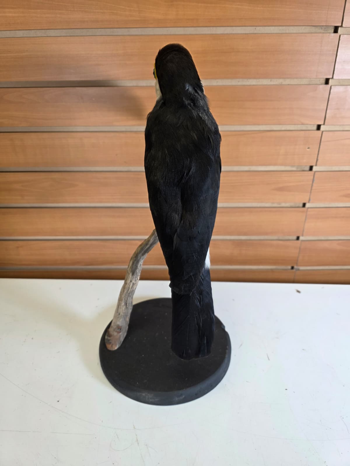 FHAB30 - Taxidermy Toco Toucan