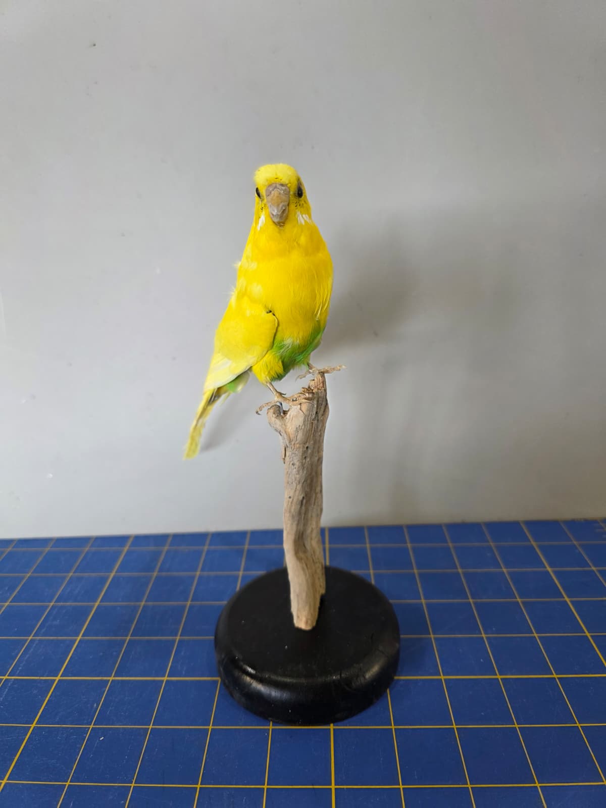 Fhyen7 - Yellow & Green Parakeet Taxidermy Mount – Vibrant Natural Display