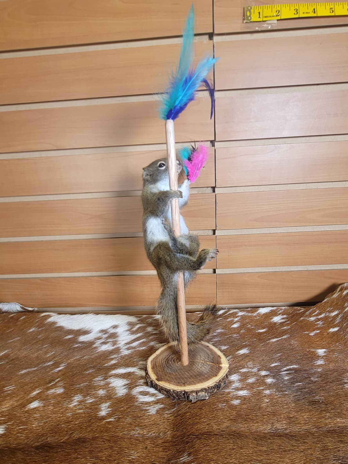 FHSQ304 - Stripping American Red Squirrel Taxidermy Mount