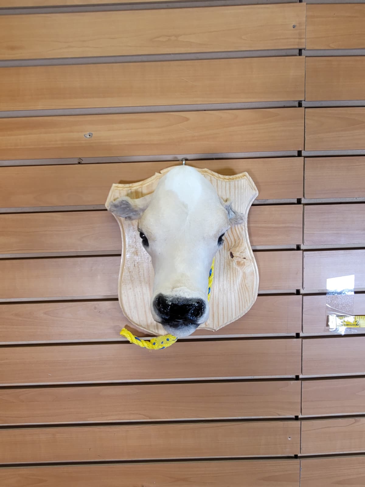 FHCOW300 - Mounted Calf Head – Taxidermy