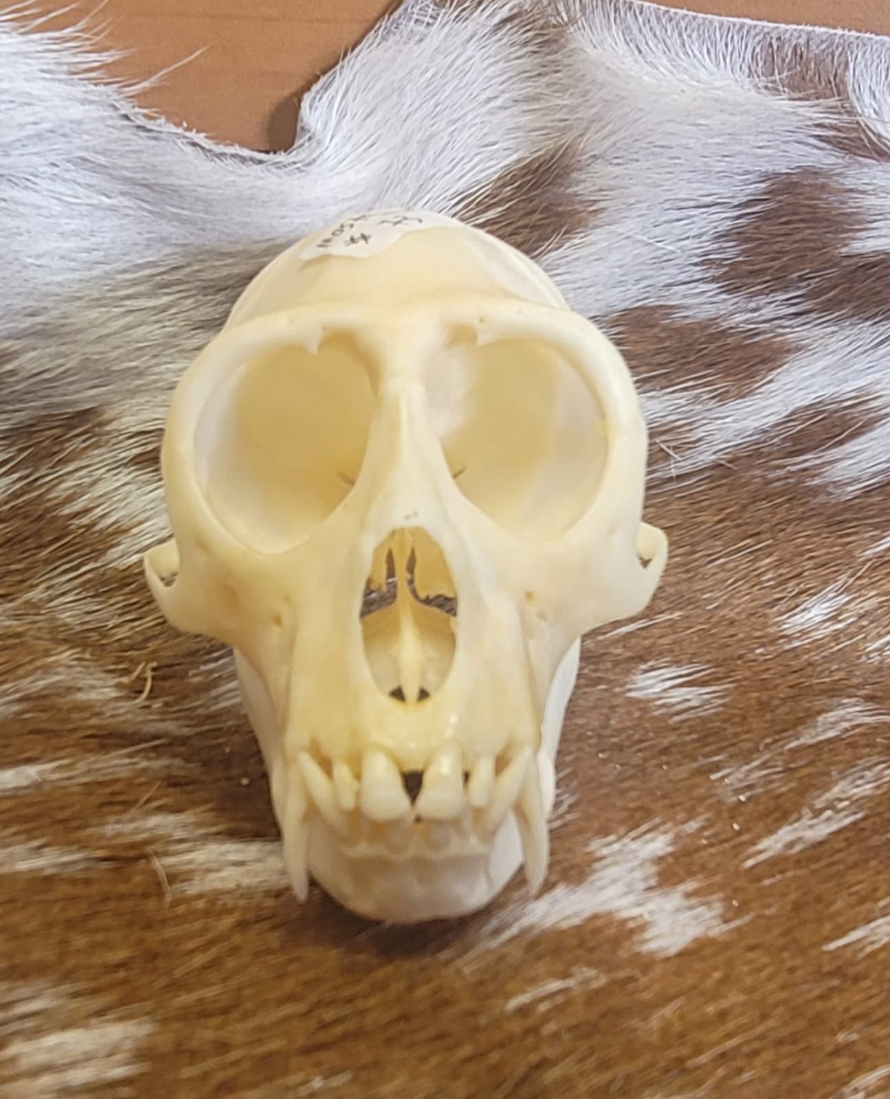 FHPS300 - Tufted Capuchin real monkey skull