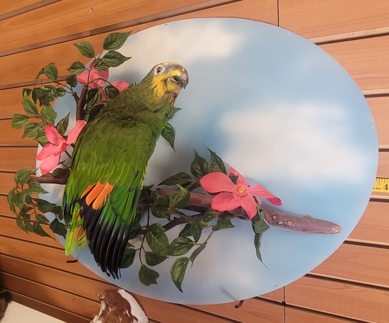 FHPAR300 - Orange-winged Amazon Parrot – Taxidermy Mount with Display Dome