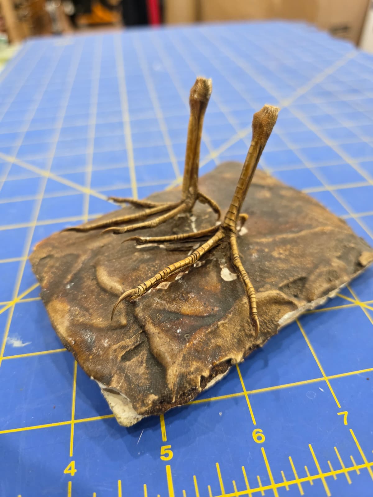 JTV317 - Water Rail Feet – Lifelike Taxidermy Specimen