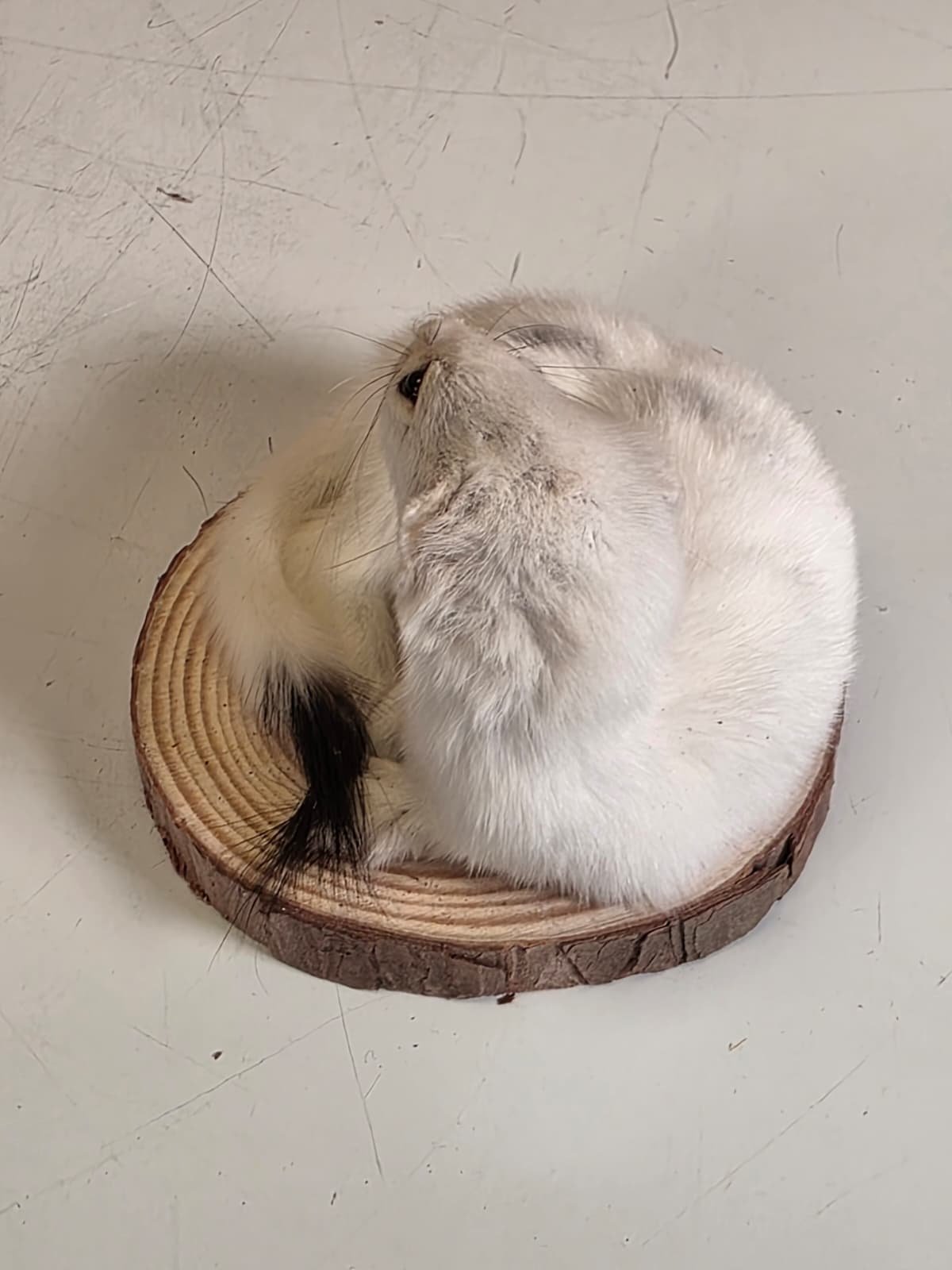 Fhck161 - Beautiful Adorable Weasel Ermine Small Animal Taxidermy