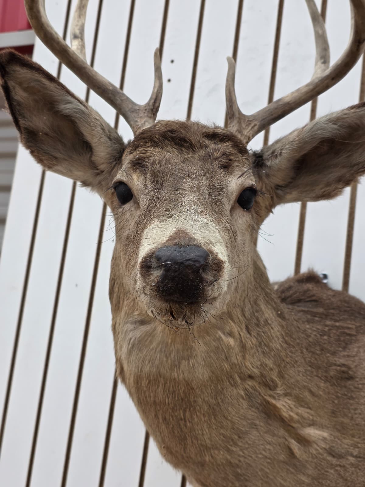 Drmq107 - White-Tailed Deer Shoulder Mount – Taxidermy Wall Display