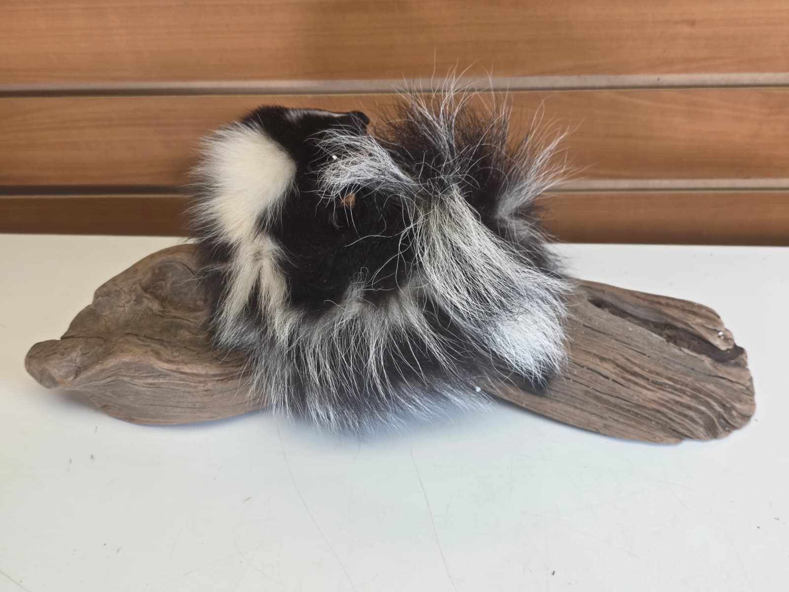 FHCK151  -  baby skunk taxidermy mount