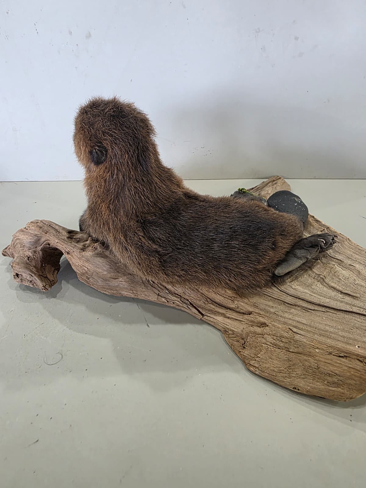 Fhck166 - Baby Beaver Taxidermy Mount – Lifelike Woodland Display