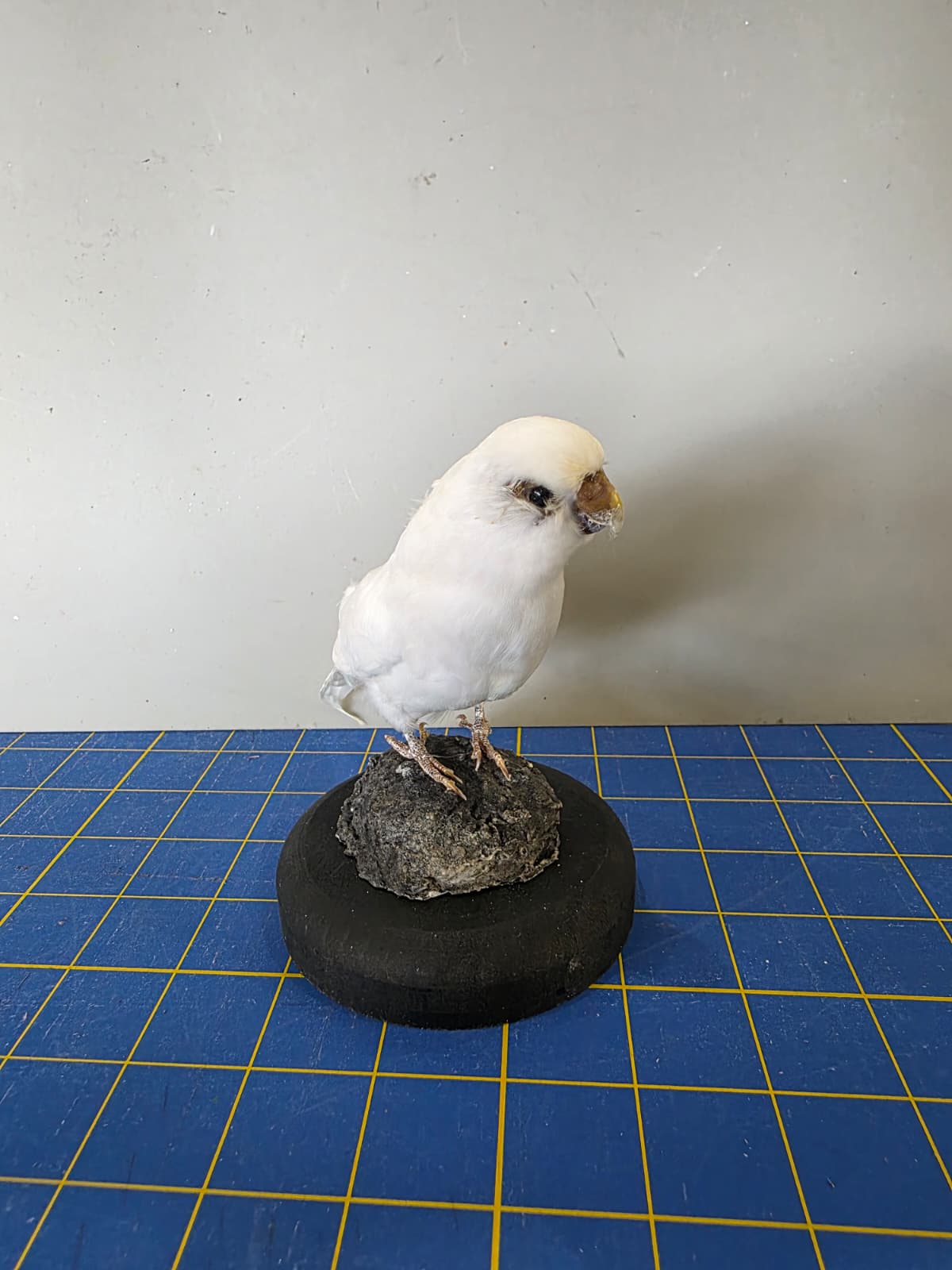 Fhyen5 - White Parakeet Taxidermy Mount – Elegant Natural Display