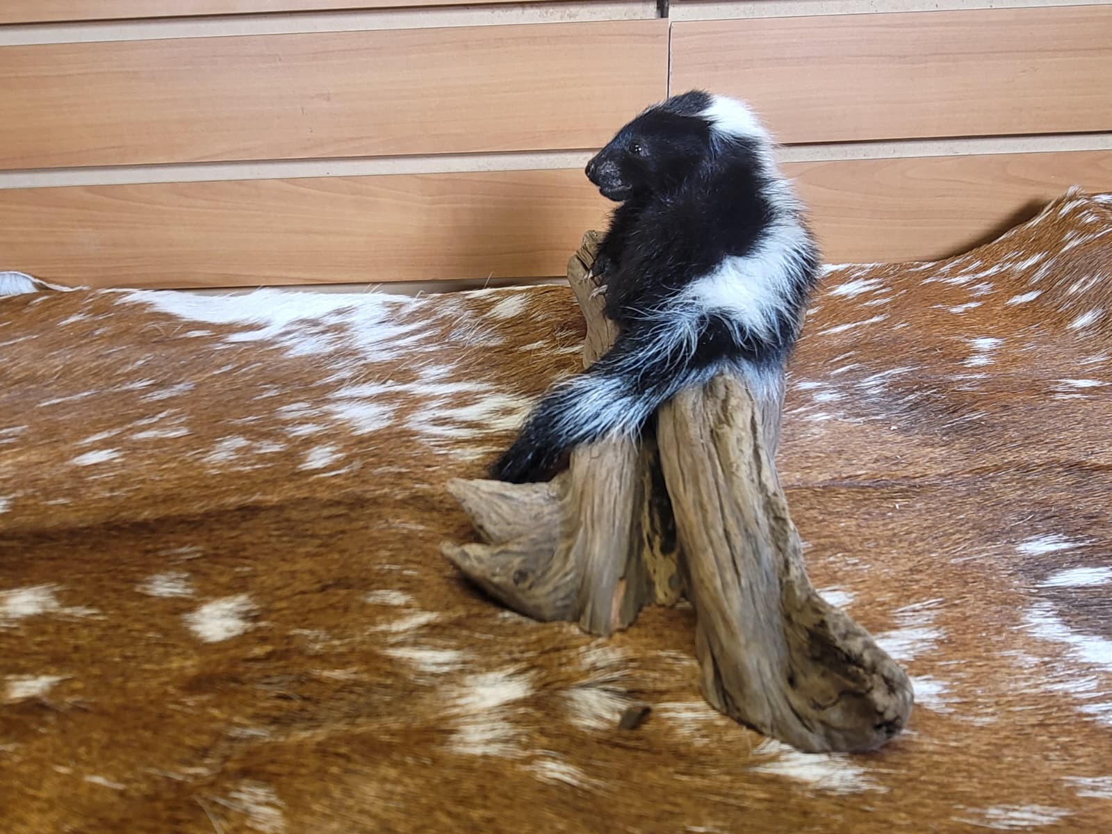 FHSKU314 - Full-Body baby Skunk Taxidermy Mount