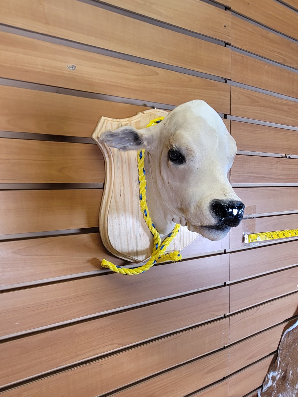 FHCOW300 - Mounted Calf Head – Taxidermy