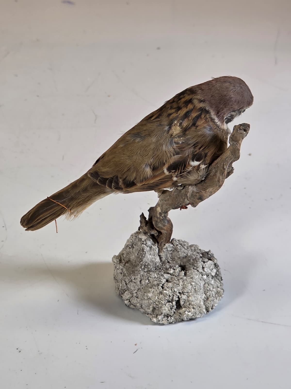 Jtv319 - Eurasian Tree Sparrow – Lifelike Taxidermy Mount