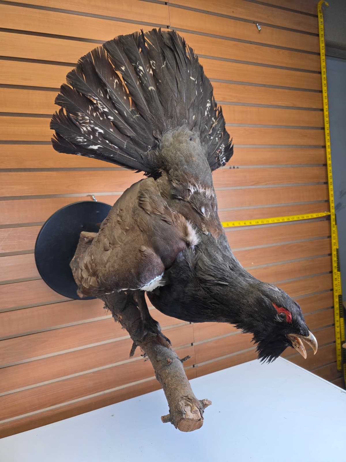 Jtv301 - Taxidermy Western Capercaillie – Male (Cock Grouse)