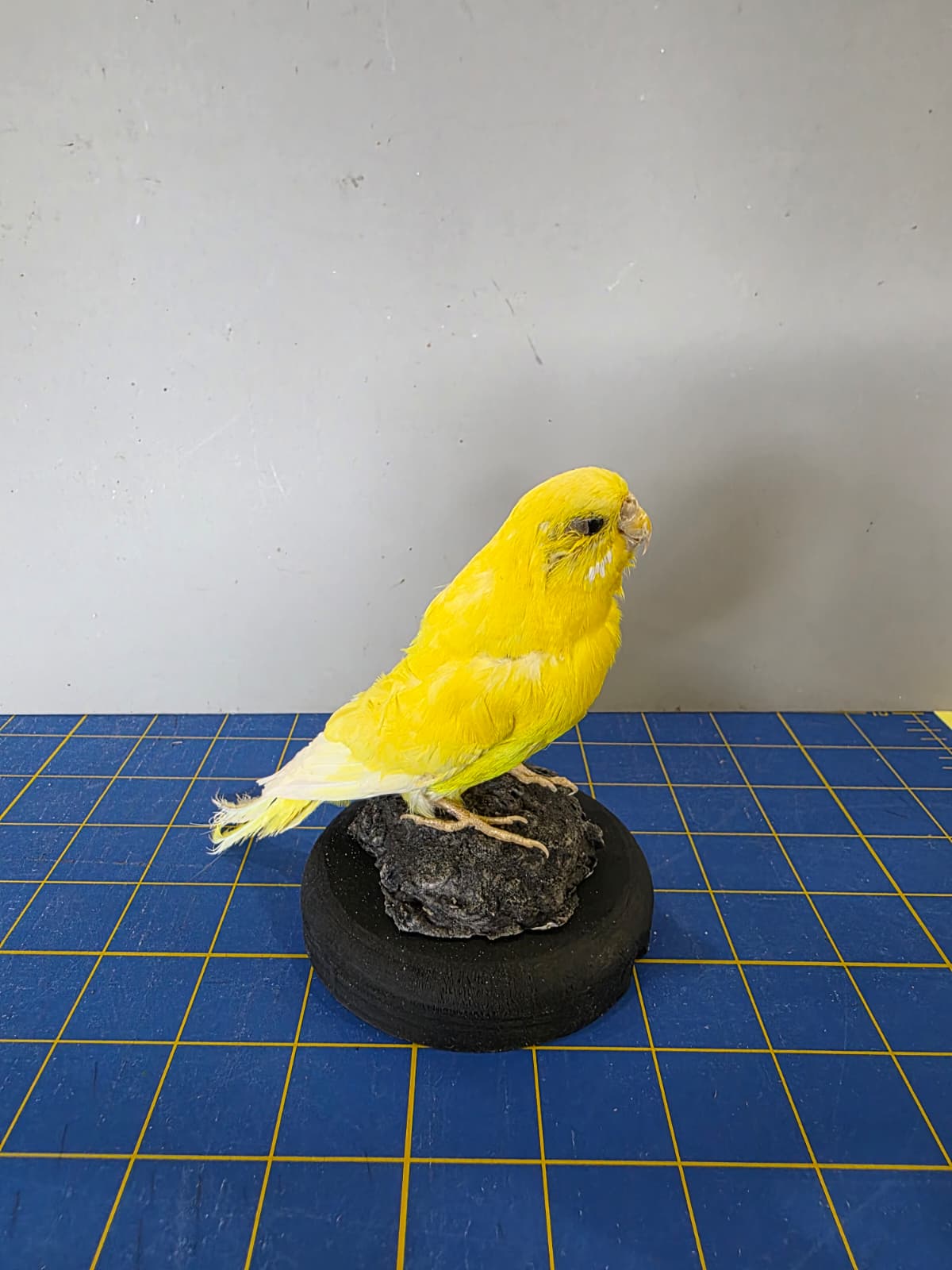 Fhyen6 - Yellow Parakeet Taxidermy Mount – Bright Natural Display