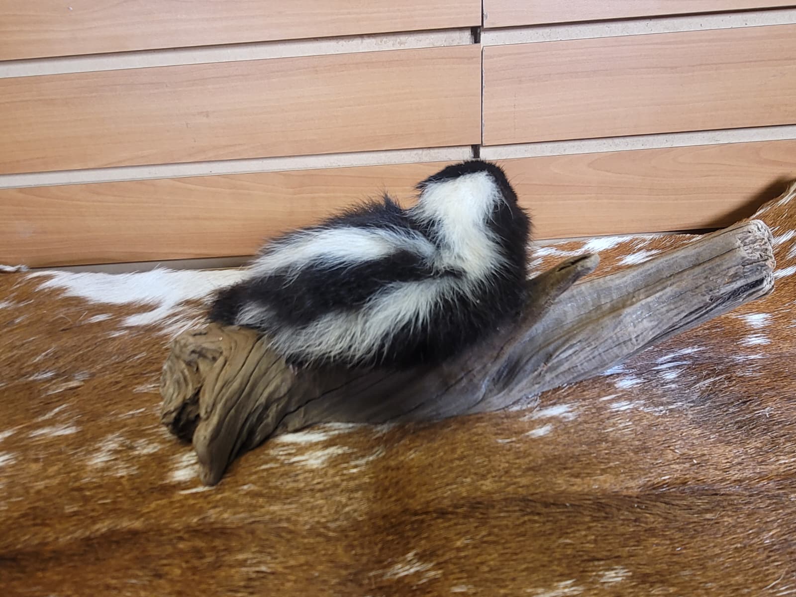FHSKU309 - Full-Body baby Skunk Taxidermy Mount