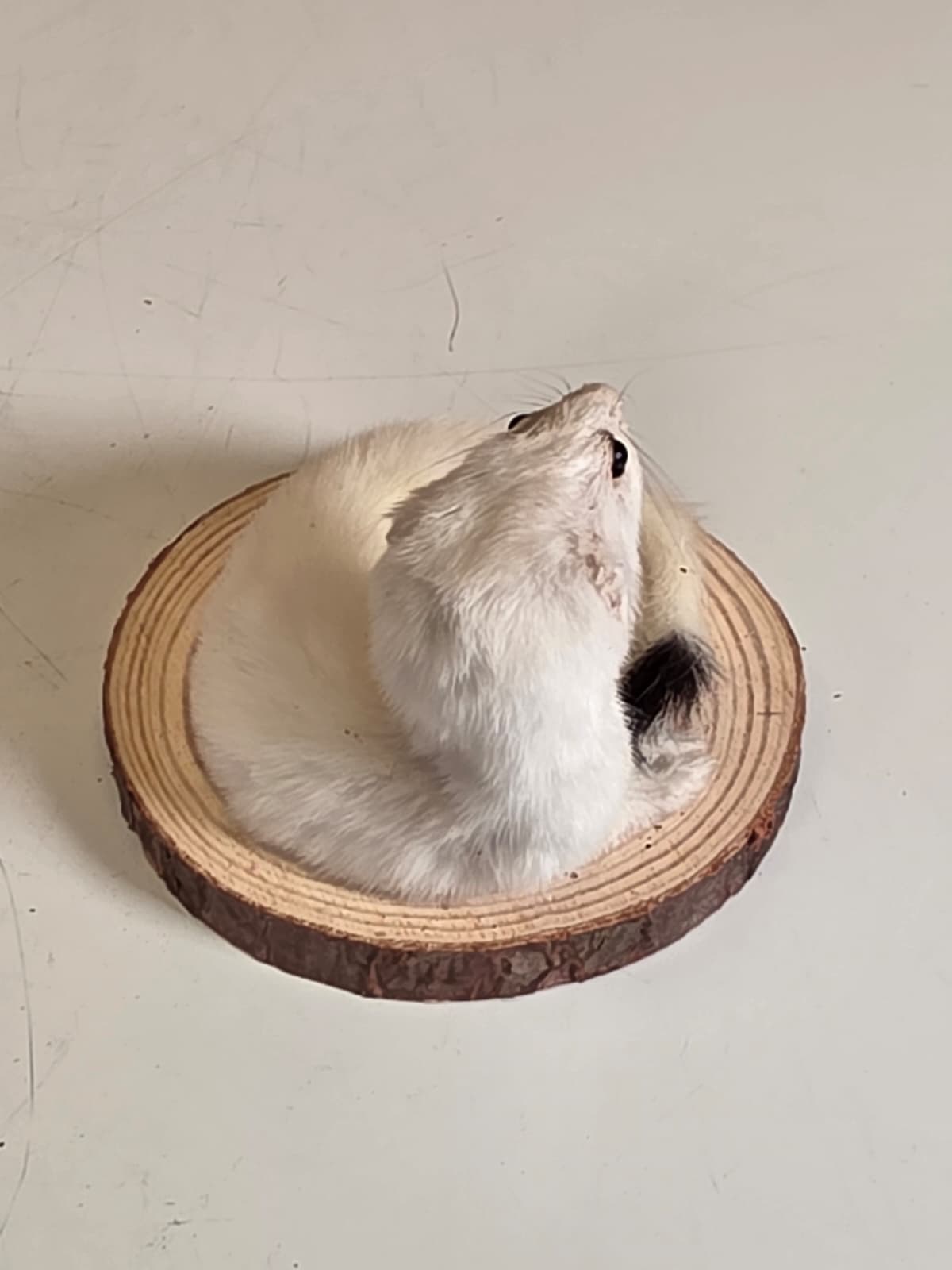 Fhck162 - Beautiful Adorable Weasel Ermine Small Animal Taxidermy