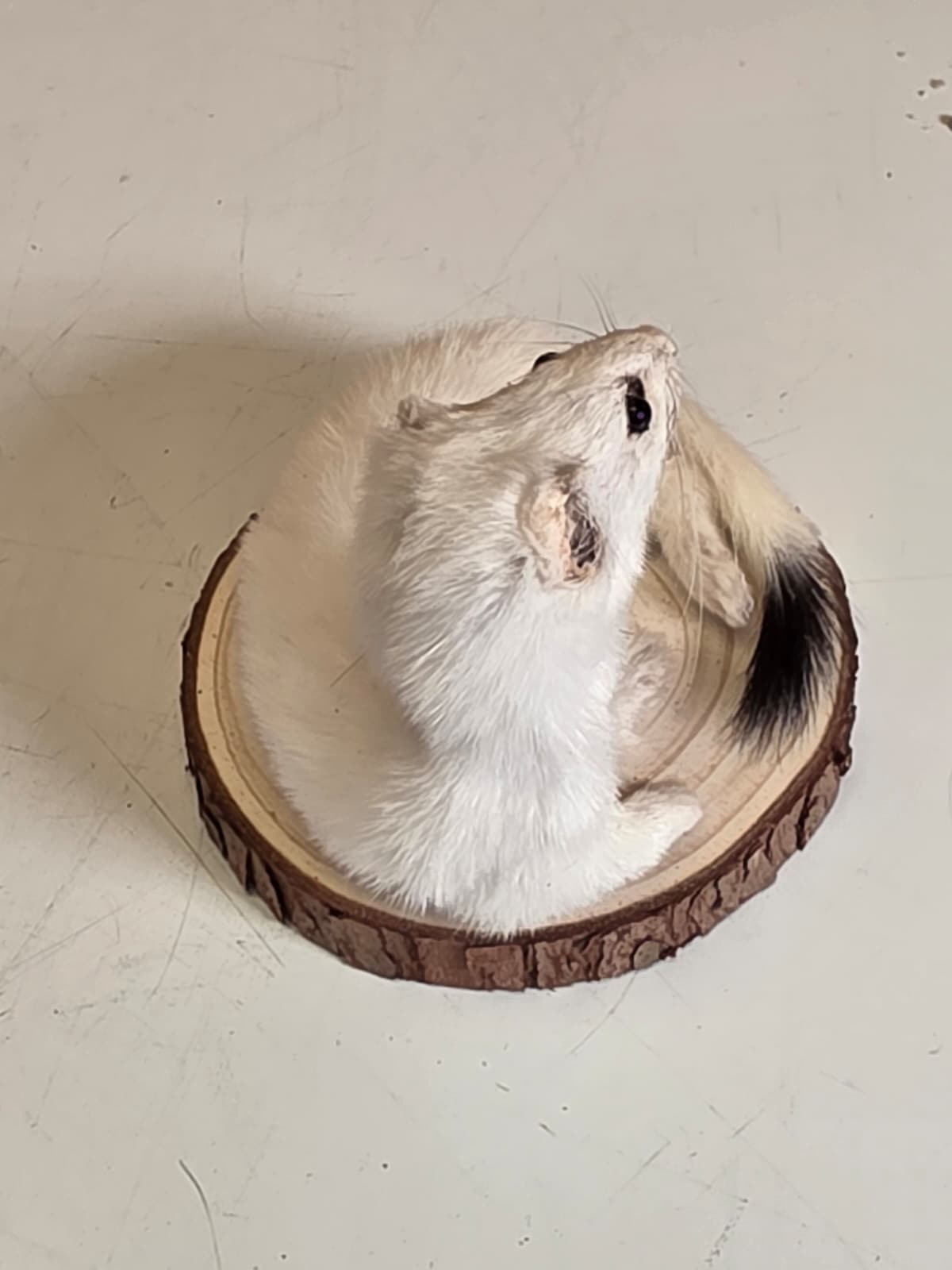 Fhck159 - Beautiful Adorable Weasel Ermine Small Animal Taxidermy