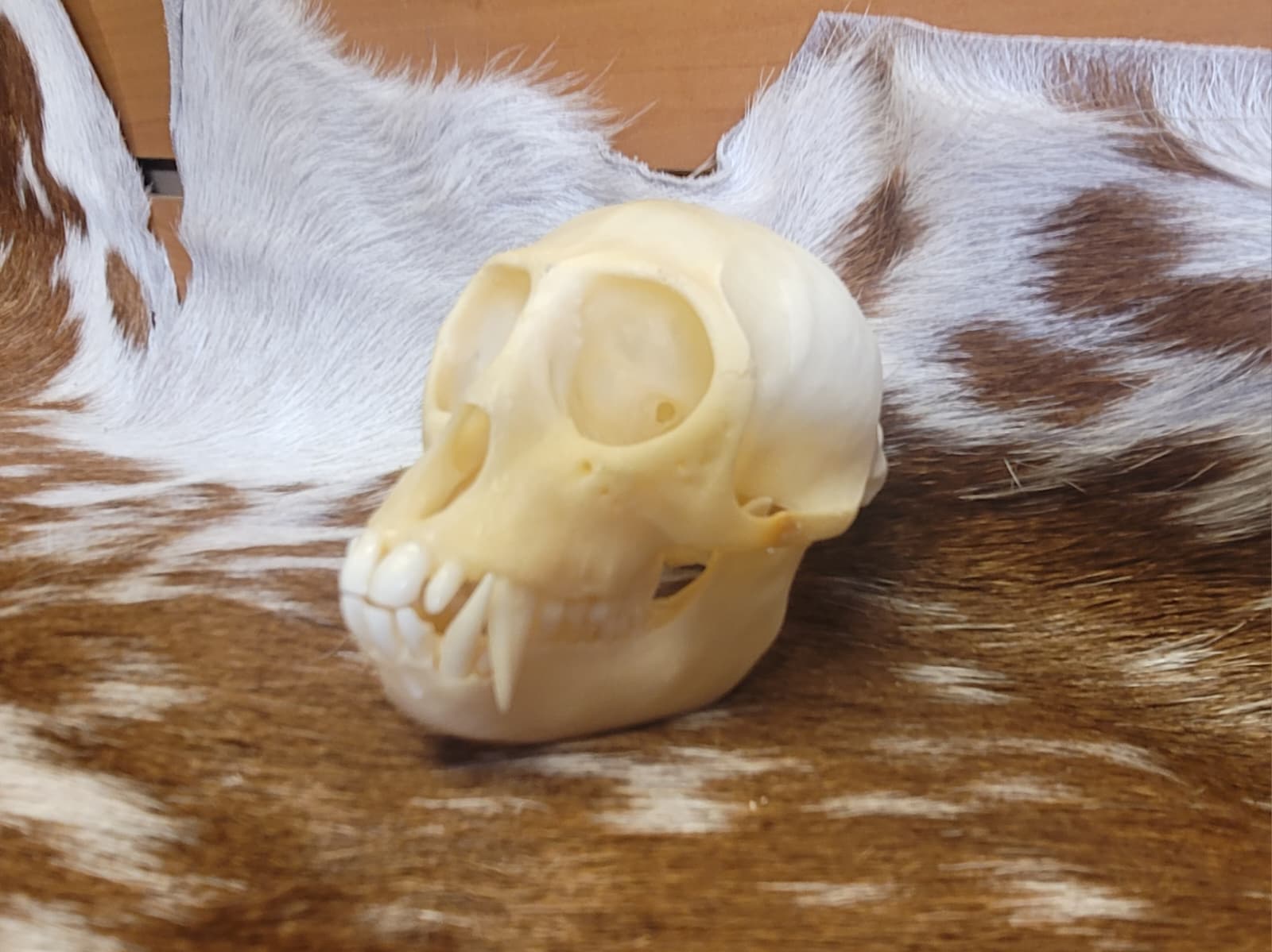 FHPS304 - Colobus Monkey taxidermy real skull