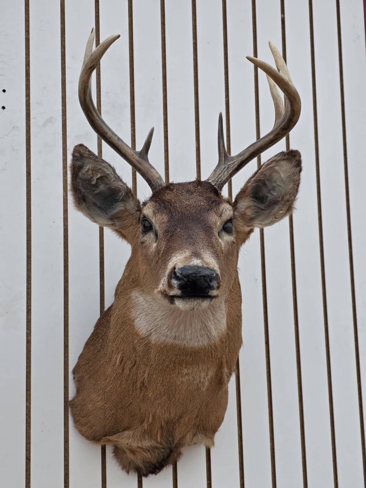 Drmq111 - White-Tailed Deer Shoulder Mount – Taxidermy Wall Display