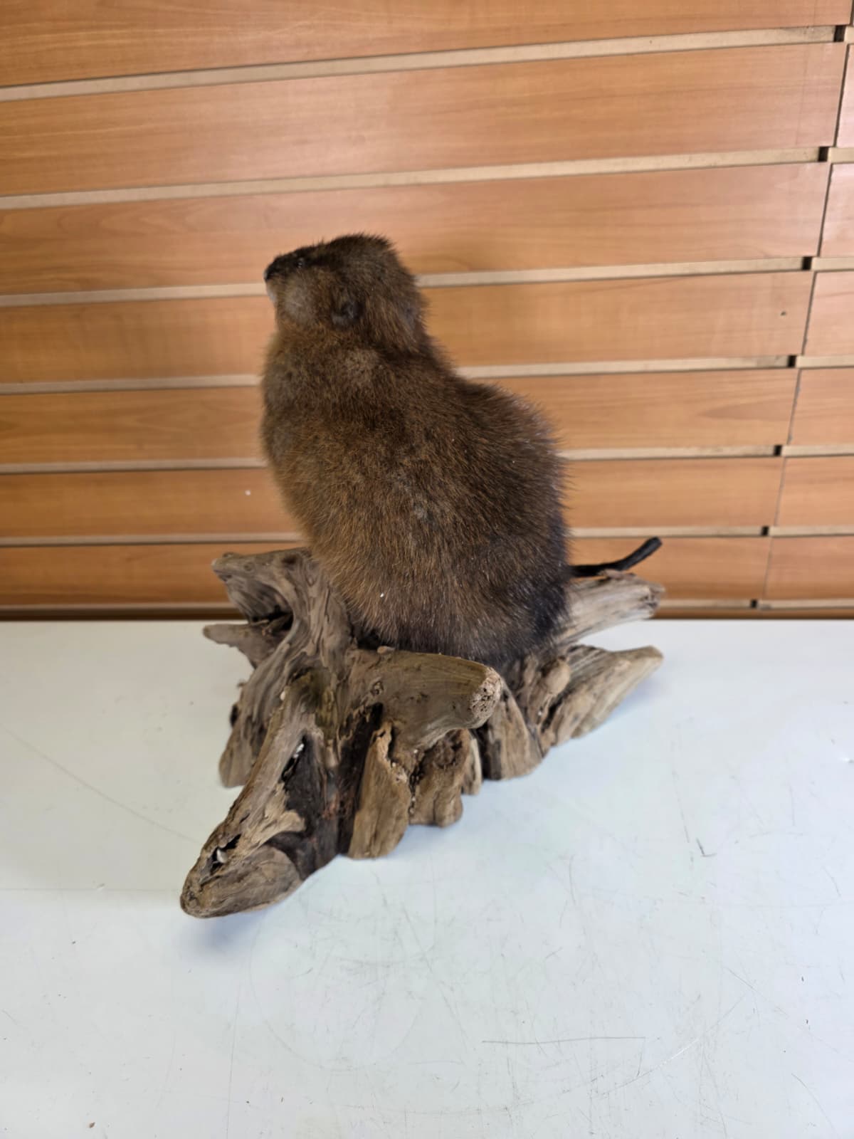 Fhmusk32 - Muskrat Taxidermy Mount