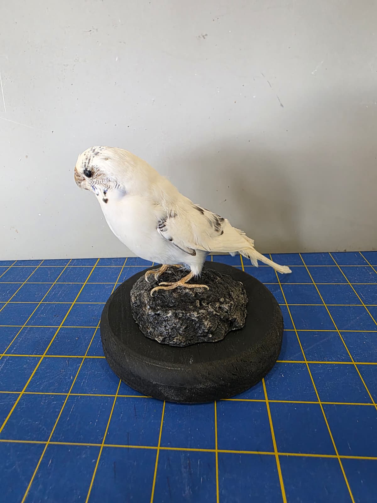 Fhyen2 - White Parakeet Taxidermy Mount – Natural Rock Base
