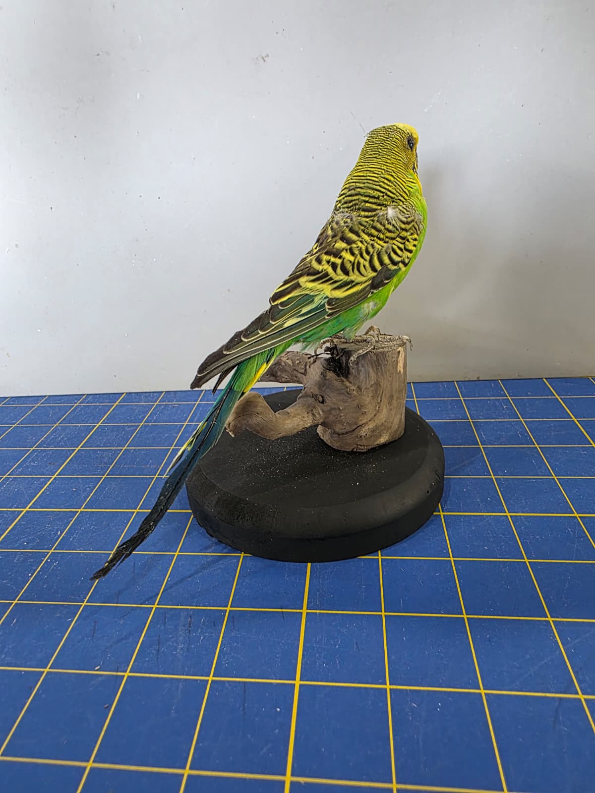 Fhyen10 - Yellow & Green Parakeet Taxidermy Mount – Vibrant Natural Display