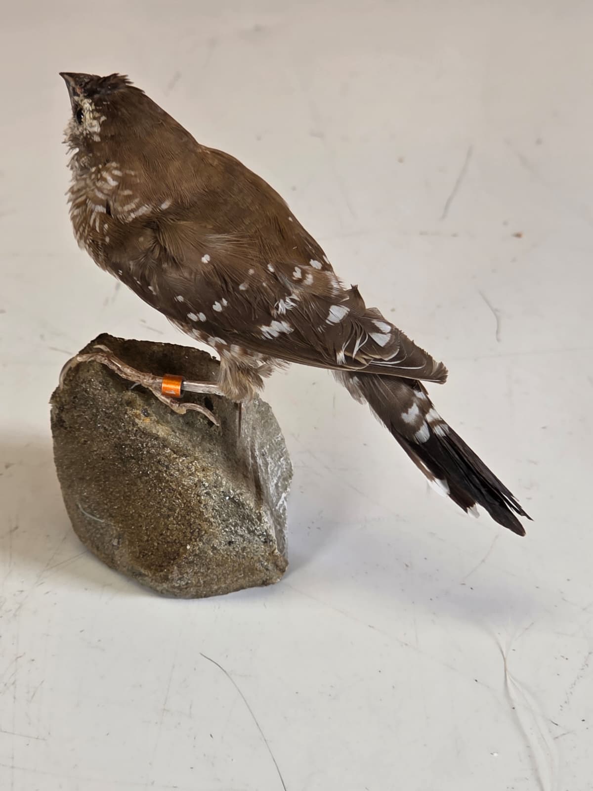 JTV318 - Plum-Headed Finch – Female Taxidermy Mount