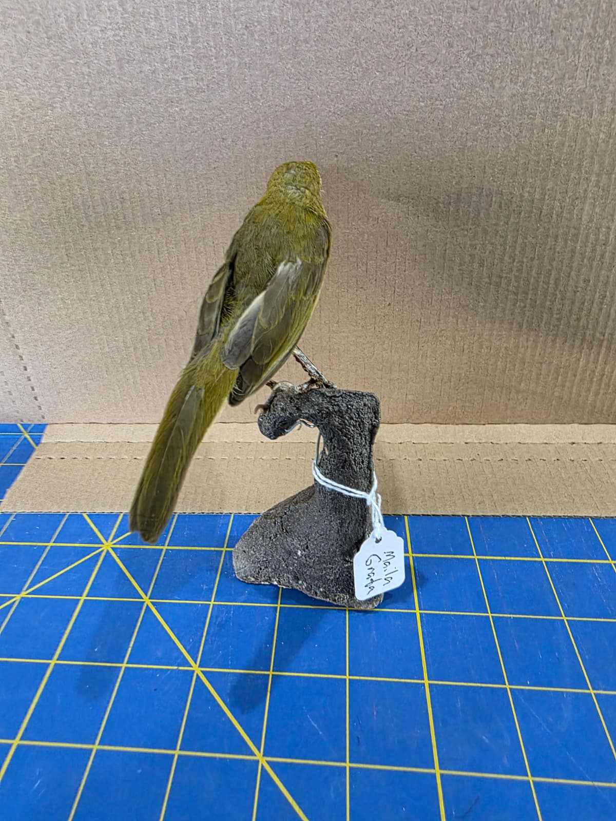 Jtv315 - Maila Grata Taxidermy Bird Mount