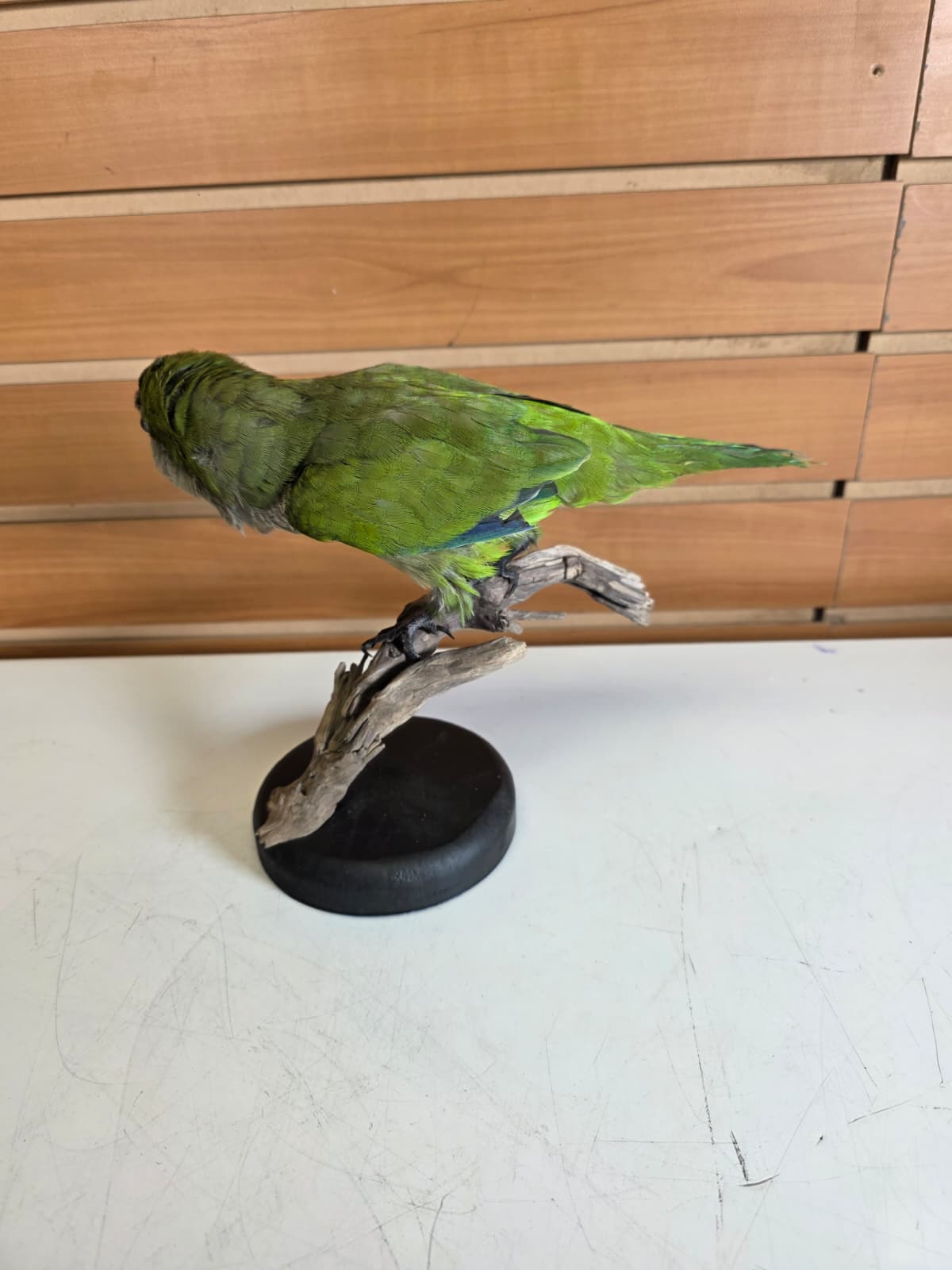 Fhyen12 - Quaker Parrot Taxidermy Mount – Lifelike Display Piece