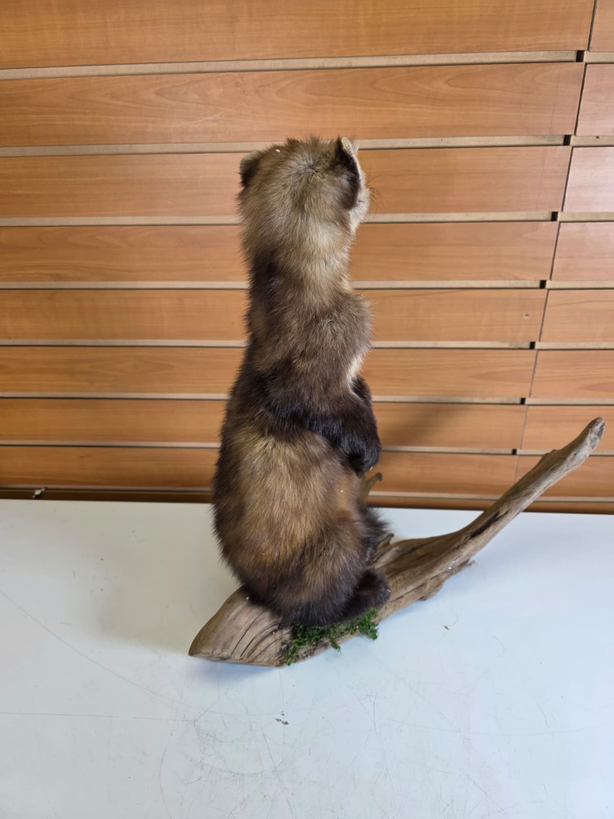 Fhck153 - Taxidermy Marten full body mount