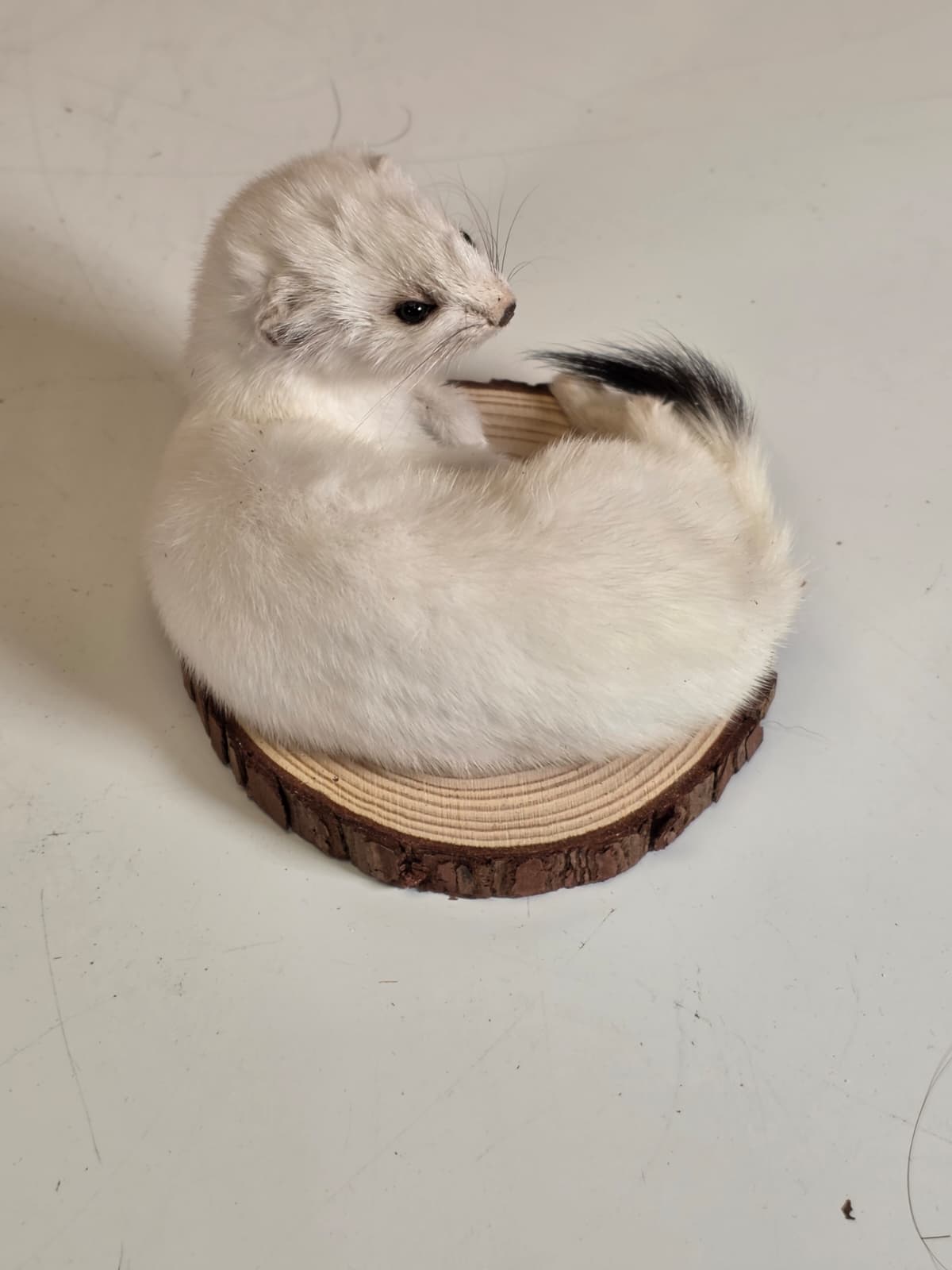 Fhck164 - Beautiful Adorable Weasel Ermine Small Animal Taxidermy
