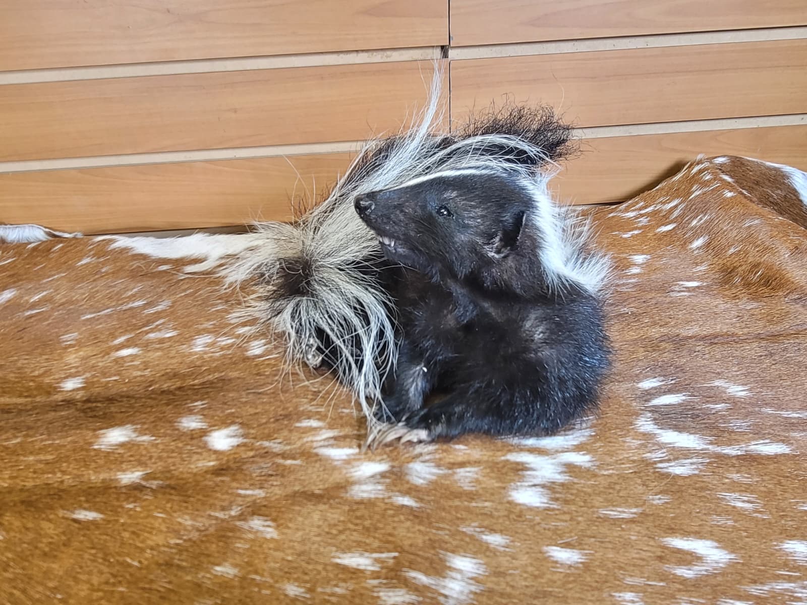 FHSKU315 - Full-Body baby Skunk Taxidermy Mount