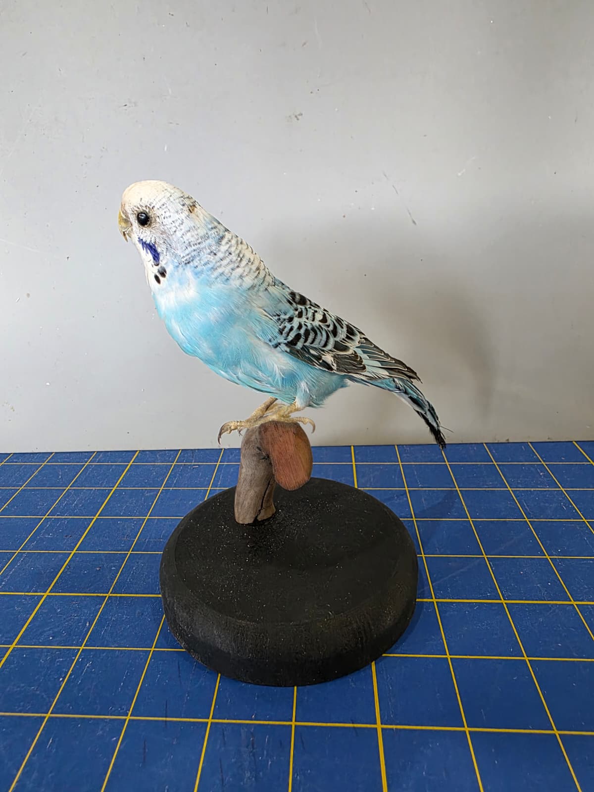 Fhyen9 - Blue Budgerigar (Parakeet) Taxidermy Mount – Natural Perch Display