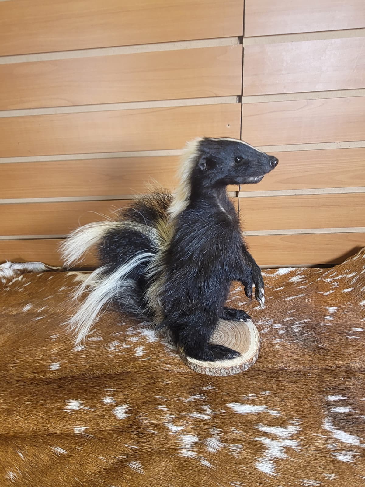 FHSKU307 - Full-Body baby Skunk Taxidermy Mount