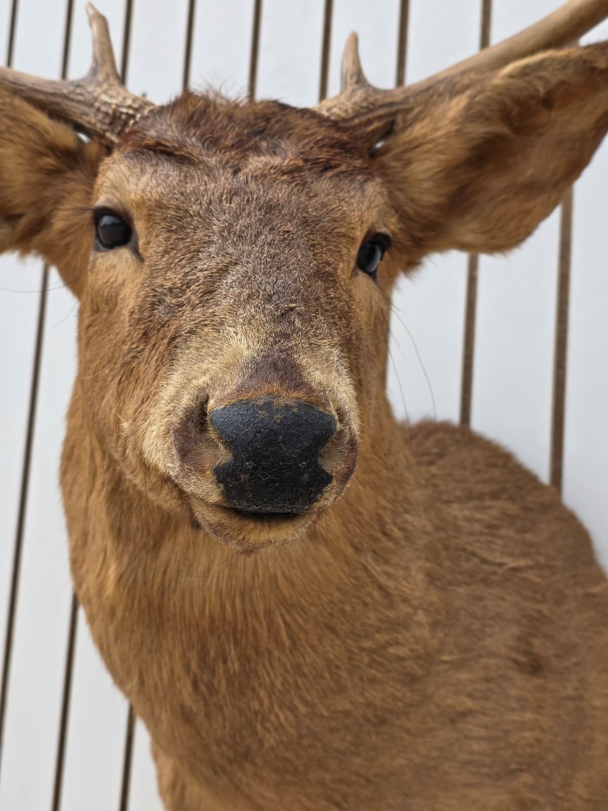 Fhdar1 - White-Tailed Deer Shoulder Mount – Taxidermy Wall Display