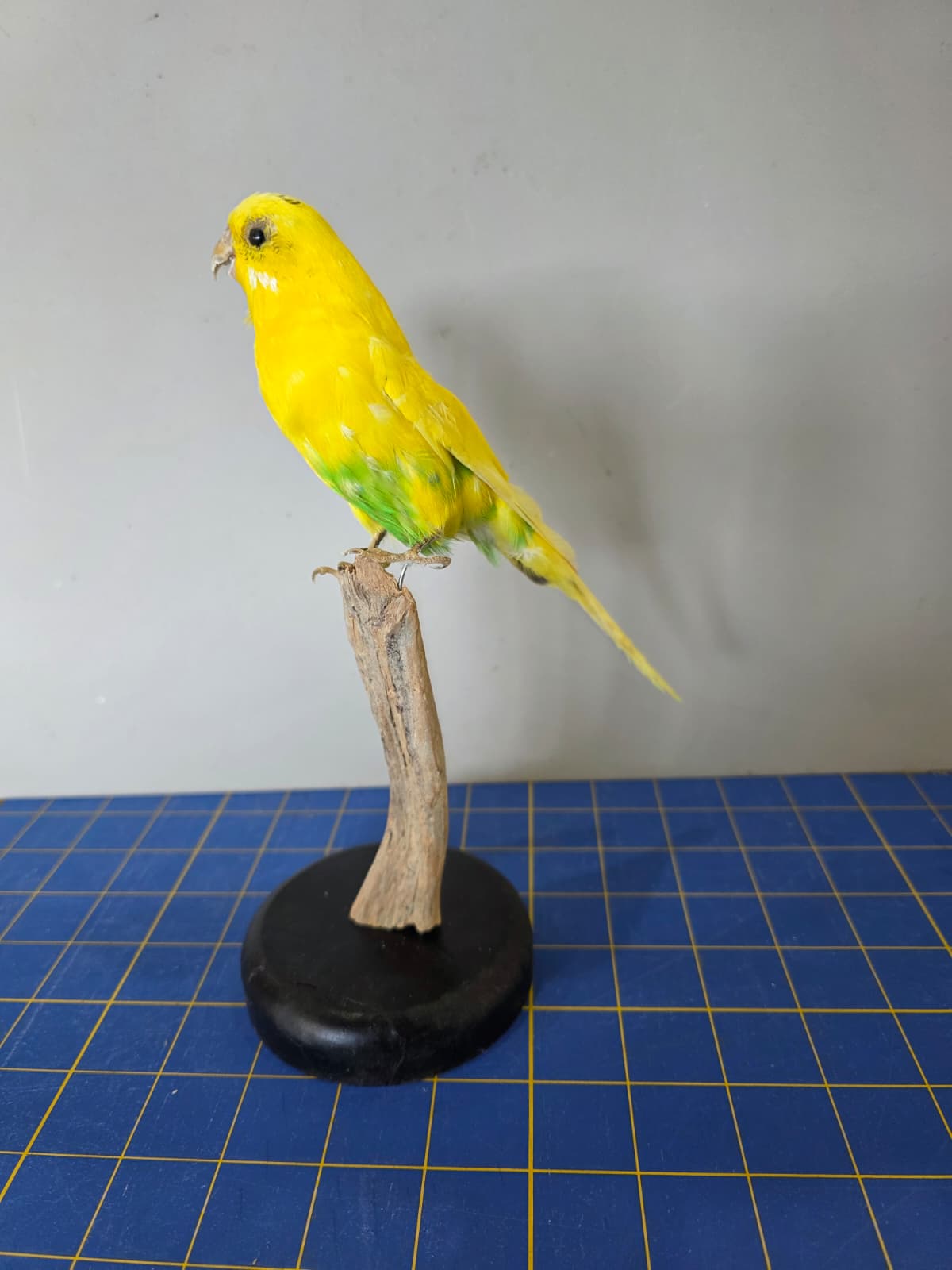 Fhyen7 - Yellow & Green Parakeet Taxidermy Mount – Vibrant Natural Display